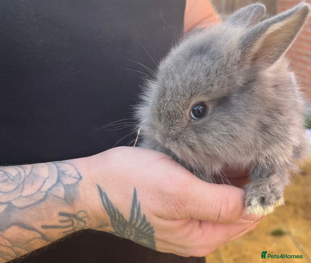 Mini Lop rabbits for sale: A Mix of Mini lop and Mini Lion Lop - Image 15