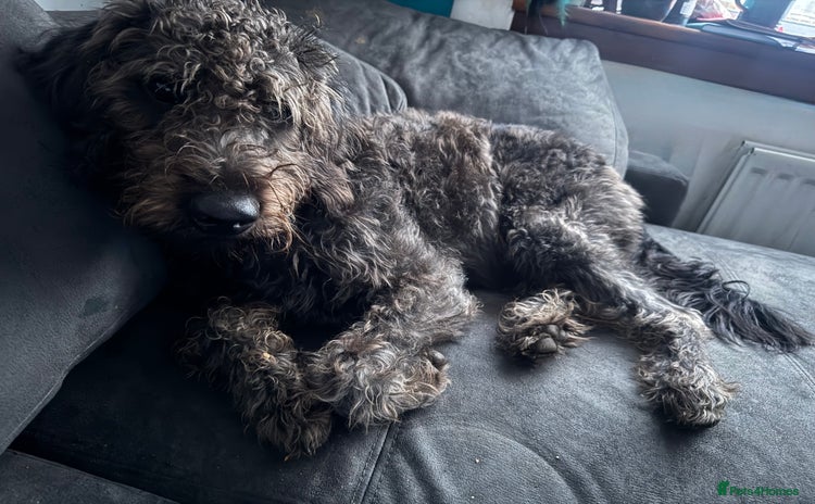 Labradoodle dogs - Advert 2