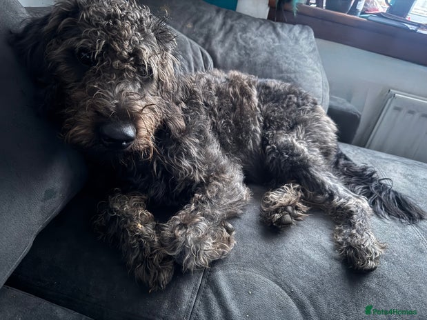 Labradoodle dogs - Advert 3