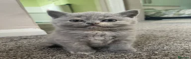British Shorthair 4