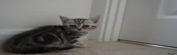 British Shorthair cats for sale: British Shorthair Kittens - Advert 27