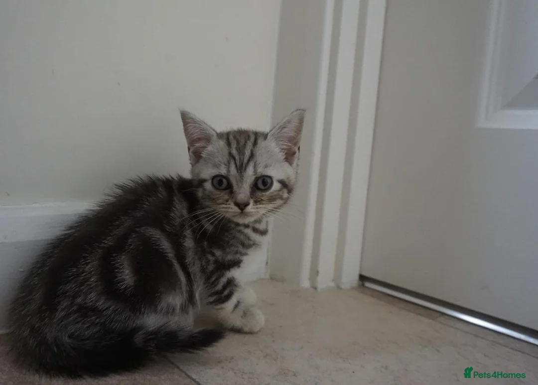 British Shorthair cats for sale: British Shorthair Kittens - Advert 27