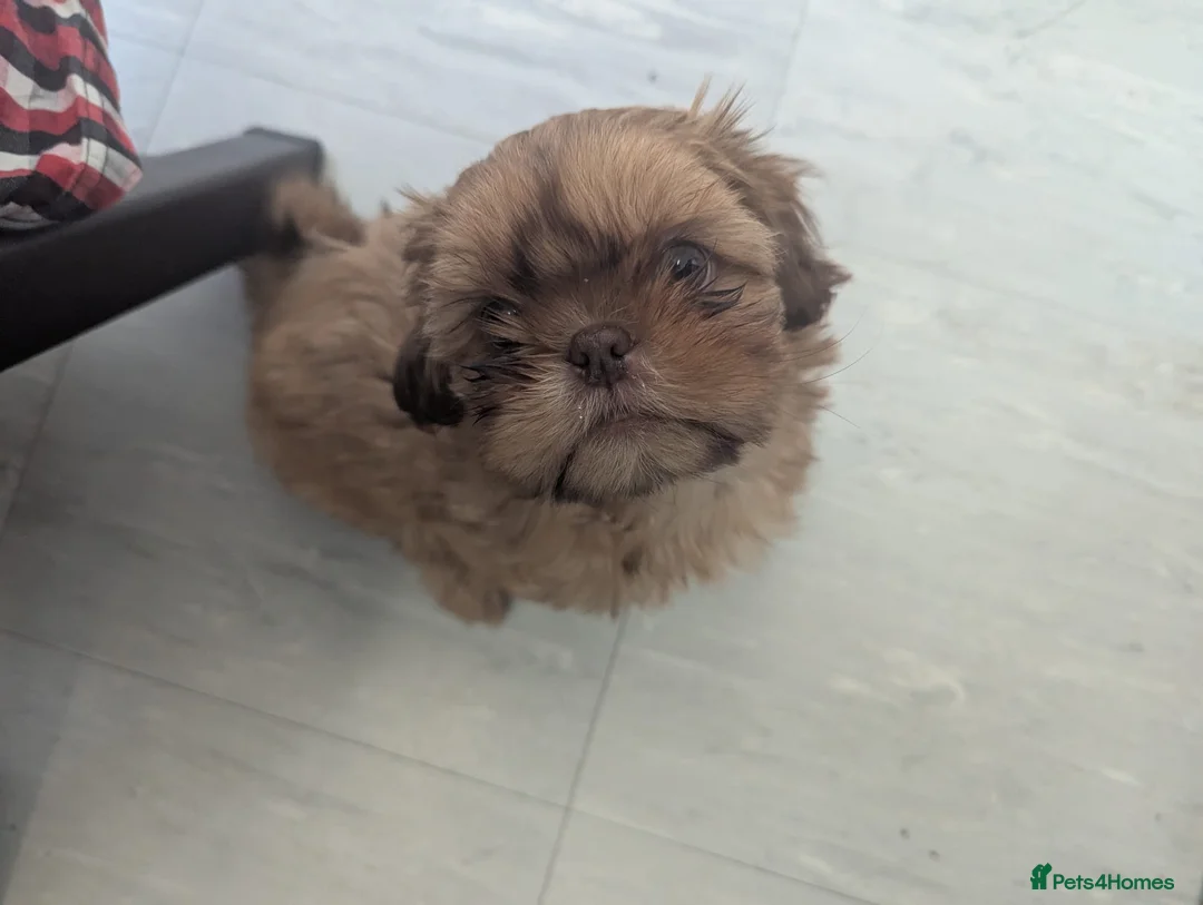 Shih Tzu dogs for sale: Imperial shih-tzus one cream boy left - Advert 9