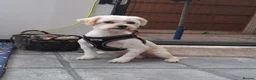 Mixed Breed dogs for sale: Maltese x Pekingese Puppies - Advert 5