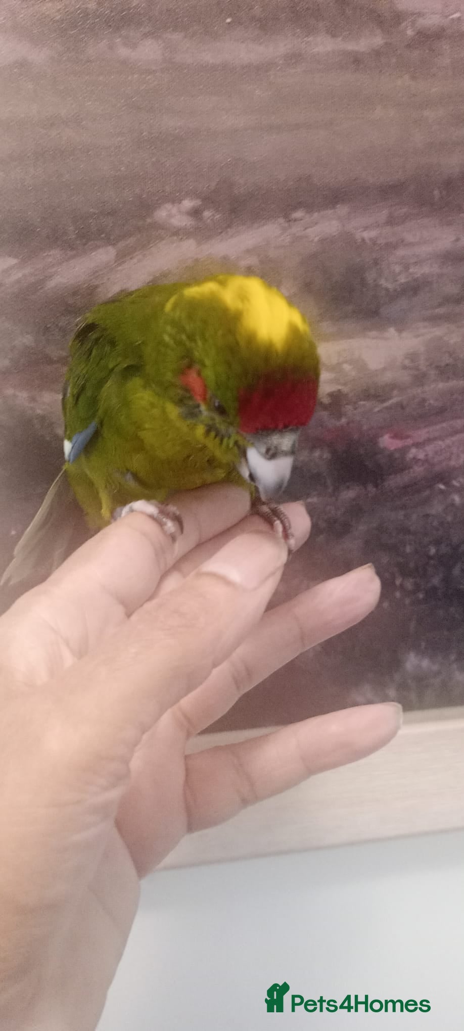 Parakeets birds Handreared baby Kakariki for sale  - Advert 2