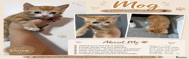Mog