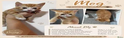 Mixed Breed cats for sale: Ready for their forever families  - Advert 5