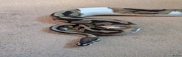Python Snake reptiles for sale: Male pied ball python  - Advert 2