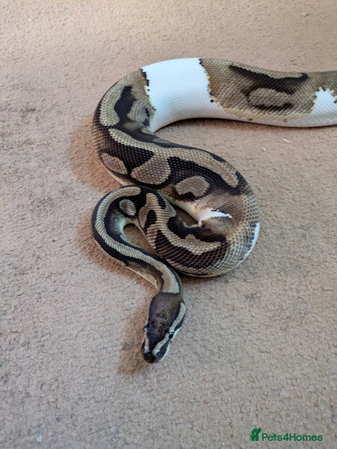Python Snake reptiles for sale: Male pied ball python  - Image 2