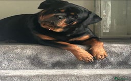 Rottweiler dogs for sale: Rottweiler puppies  - Image 7