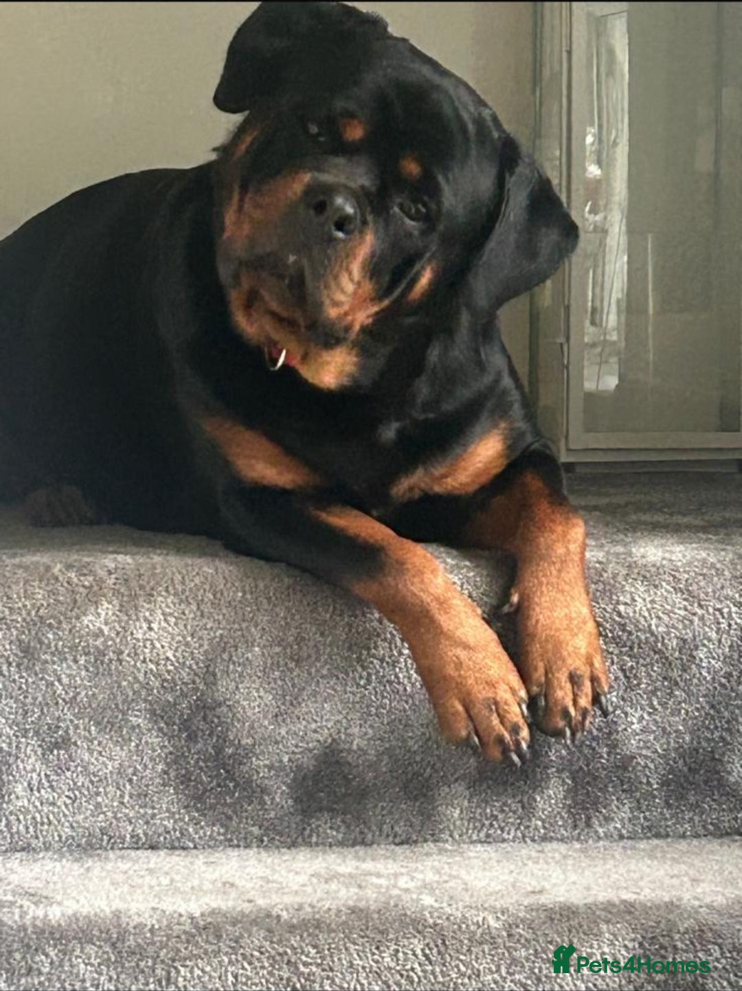 Rottweiler dogs for sale: Rottweiler puppies  - Image 7