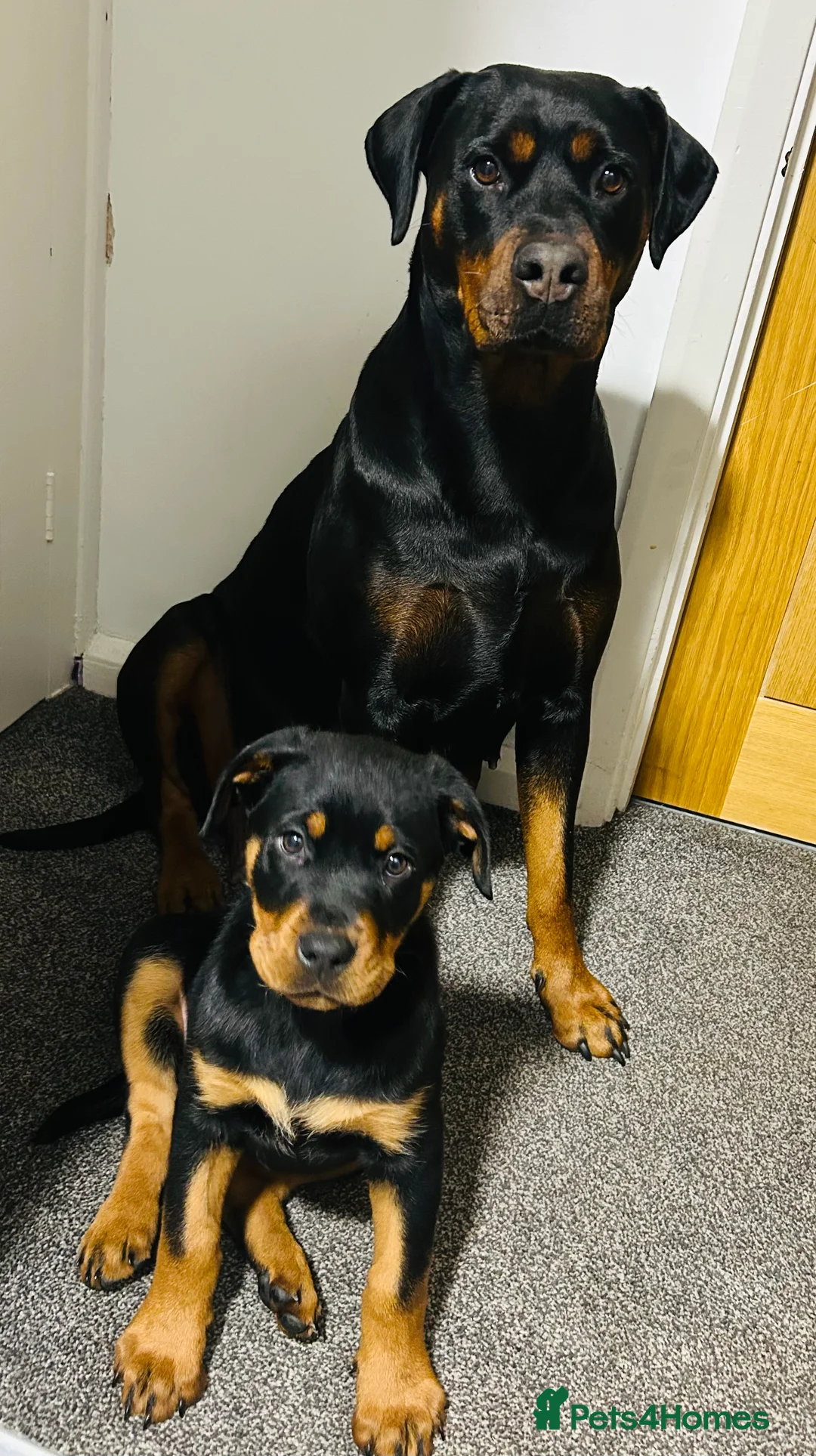 Rottweiler dogs for sale: 4 month old female puppy  - Advert 7