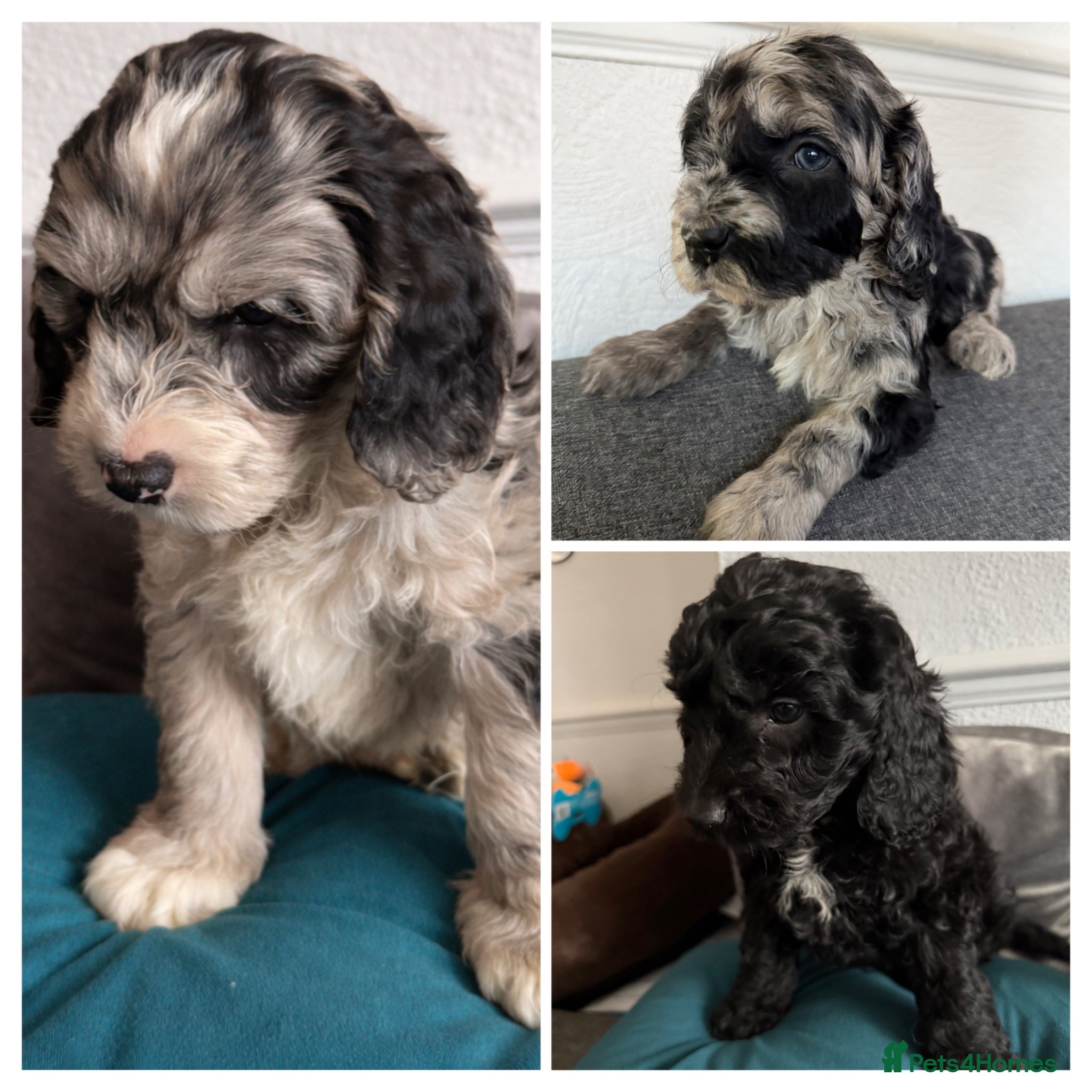 Australian Labradoodle dogs AUSTRALIAN LABRADOODLE 1Girls 2 boy  - Advert 6