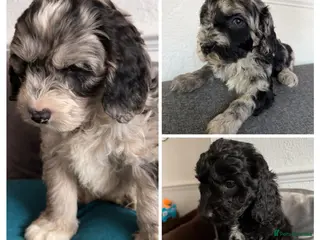 Australian Labradoodle dogs AUSTRALIAN LABRADOODLE 1Girls 2 boy - Advert 4