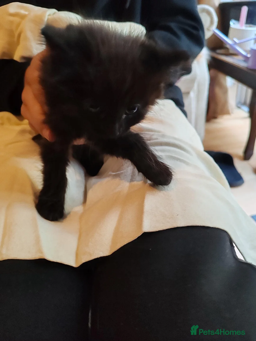 British Shorthair cats for sale: 6 Beautiful, fluffy, black and calico kittens - Advert 10