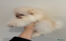 Pomeranian dogs for sale: Kc white/cream Boy Pomeranian  - Advert 3