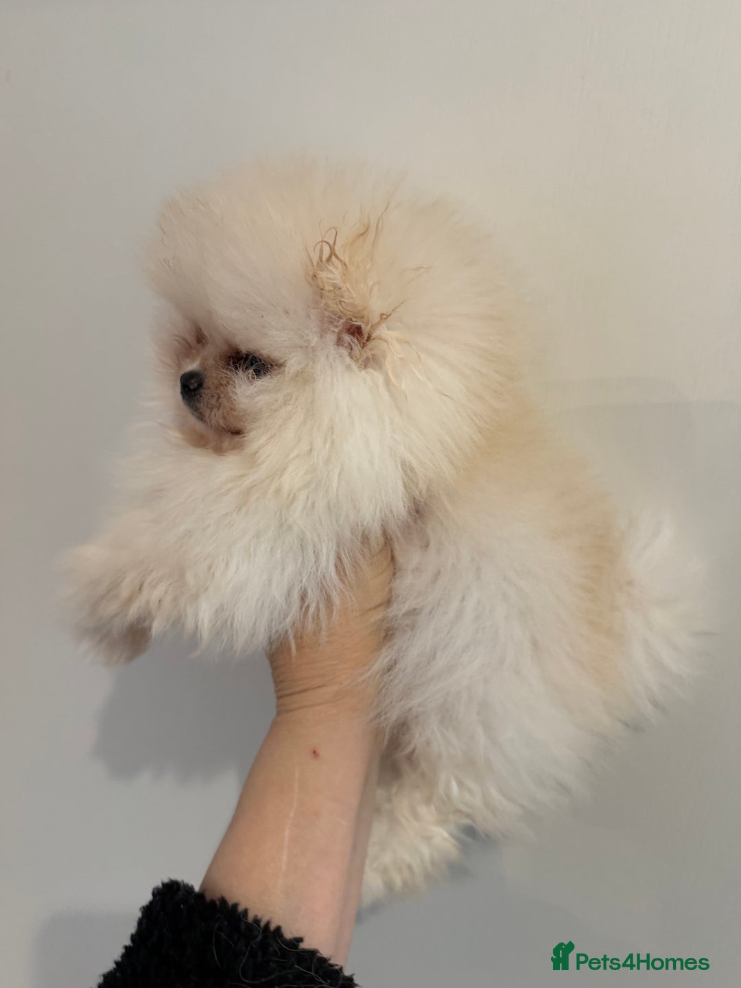 Pomeranian dogs for sale: Kc white/cream Boy Pomeranian  - Advert 3