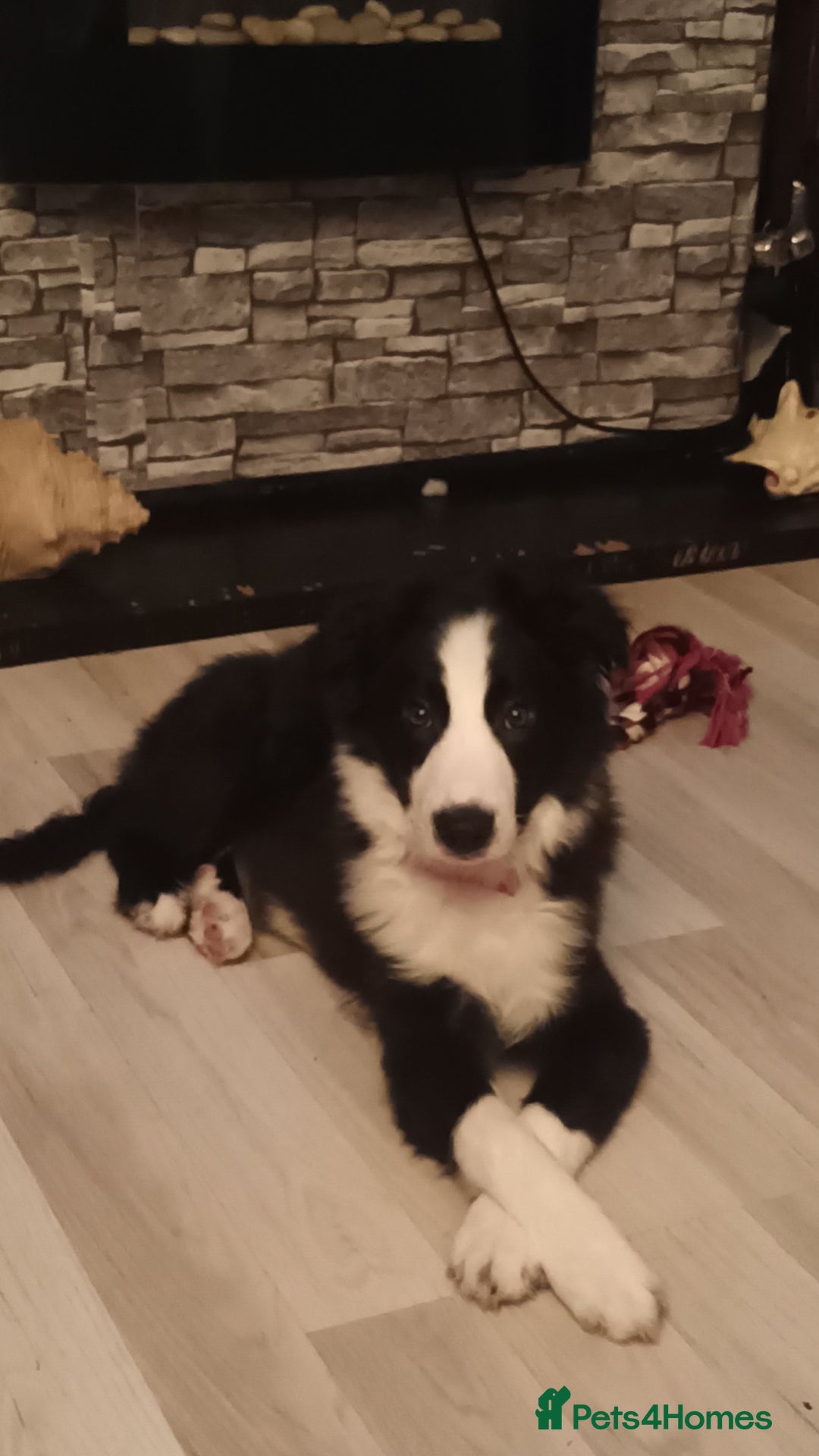 Border Collie dogs for sale: BaileyBoy - Advert 4