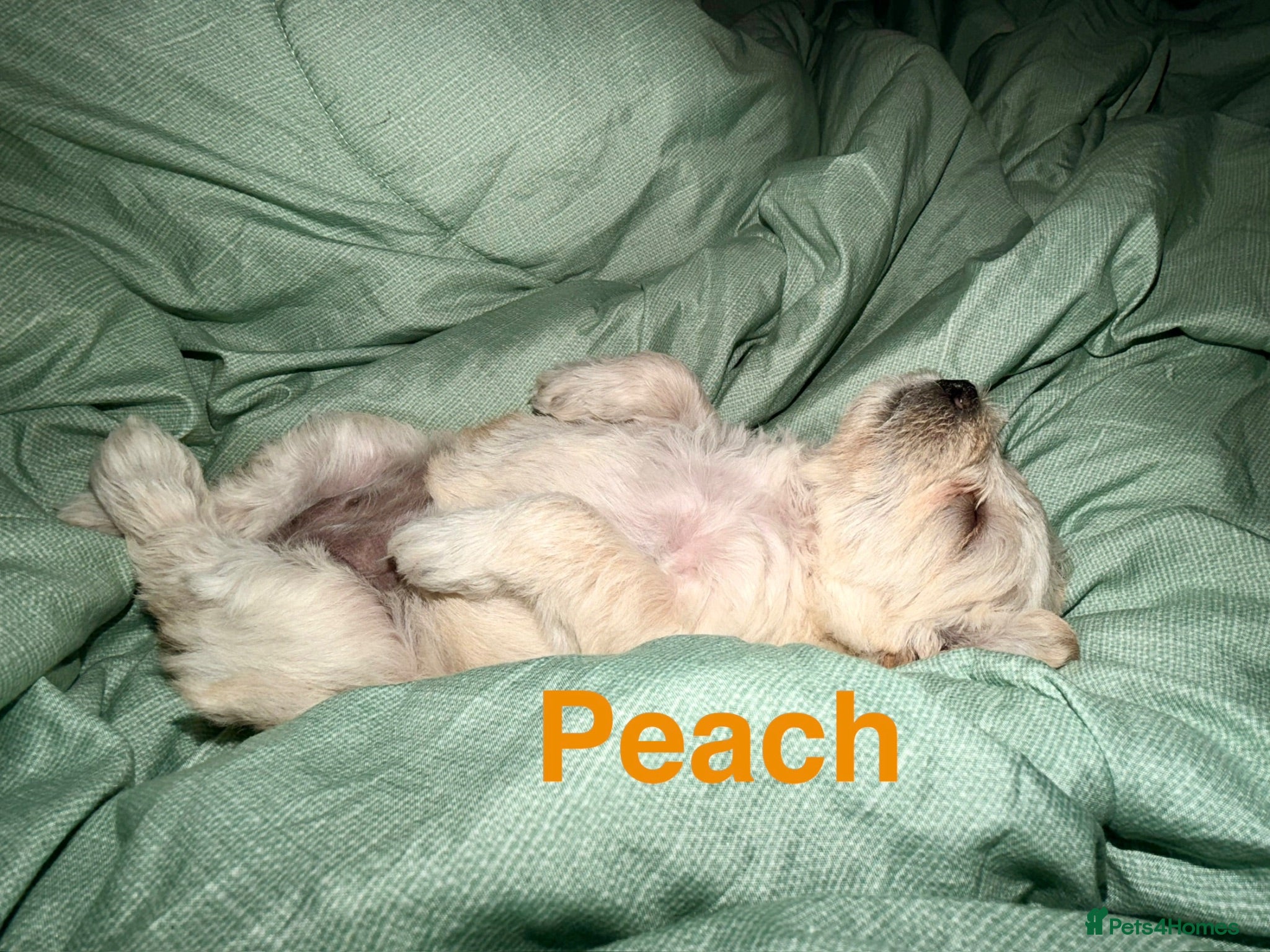 Schnoodle dogs Beautiful F1 Schnoodle Puppies - Advert 2