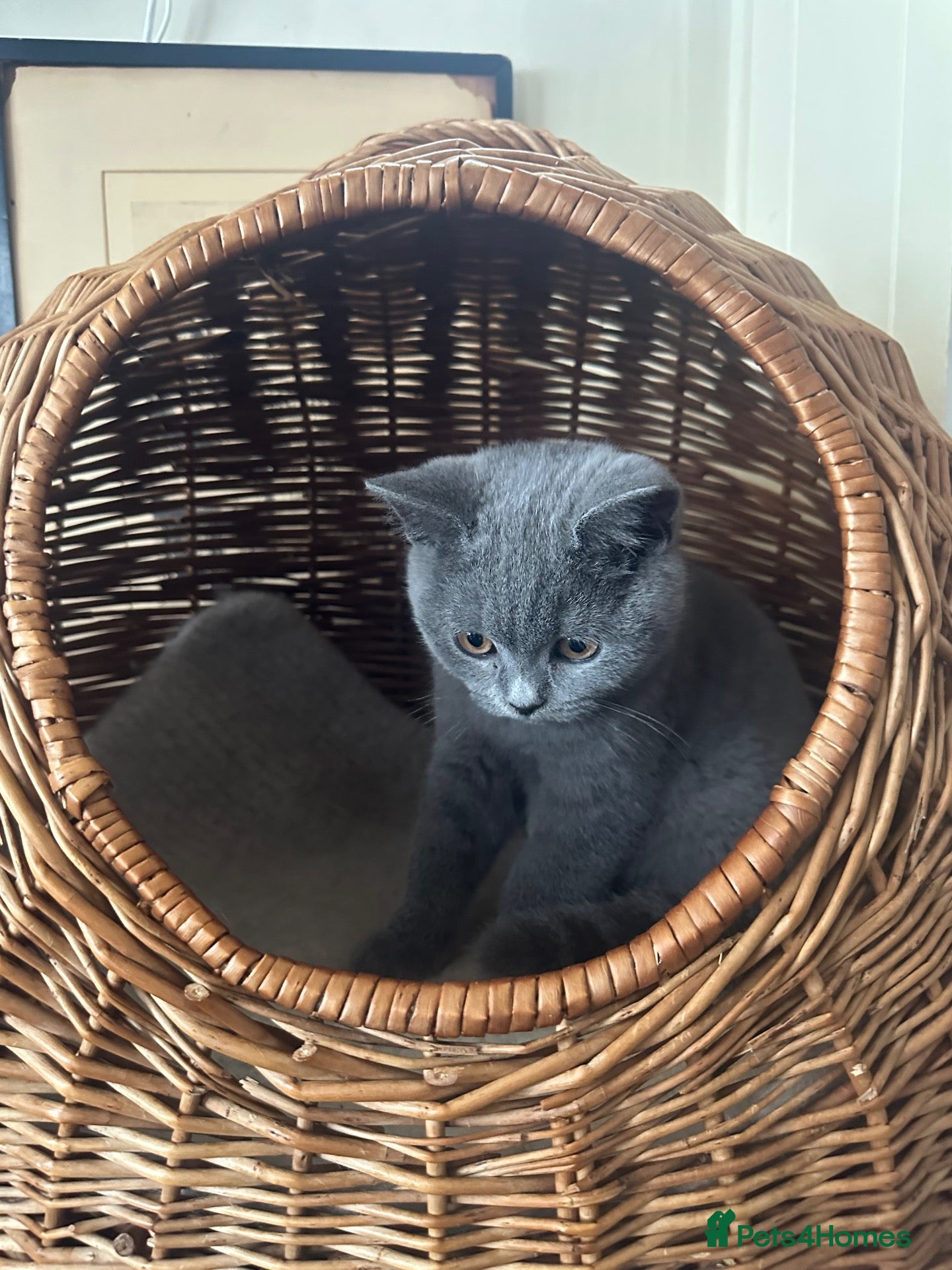 British Shorthair cats Pure Pedigree GCCF-Registered kittens  - Advert 18