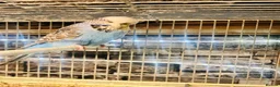 Budgerigars birds for sale: Proven breeding pairs only  - Advert 8