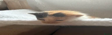 Mixed Breed 1