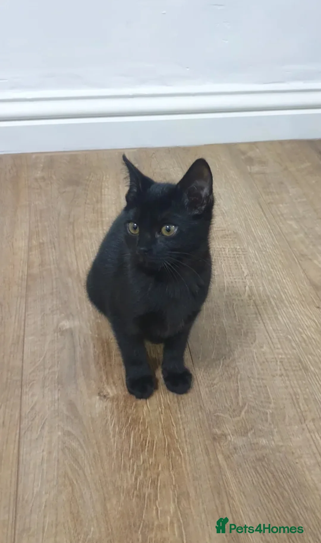 Mixed Breed cats for sale: Bengal kitten! - Advert 1