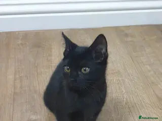 Mixed Breed cats Bengal kitten! - Advert 11