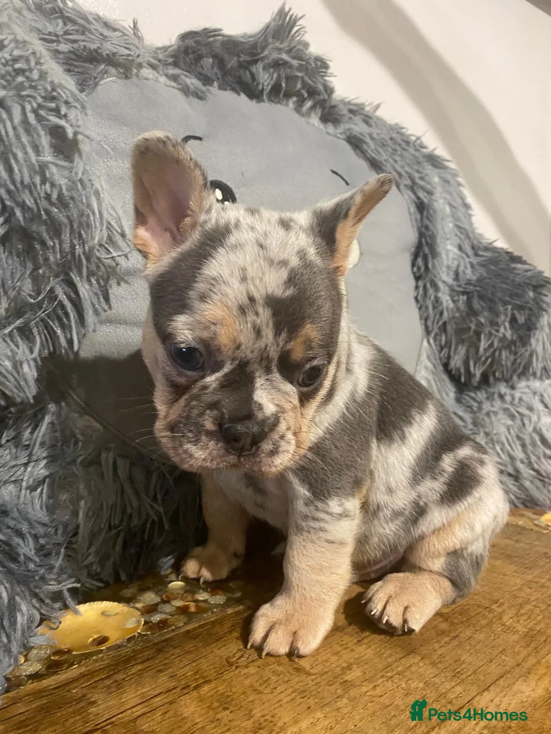 French Bulldog dogs for sale: French bulldog puppies  - Advert 2