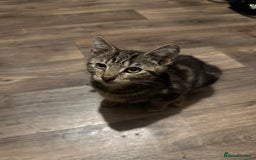 Mixed Breed cats for sale: Kittens for sale - Image 3