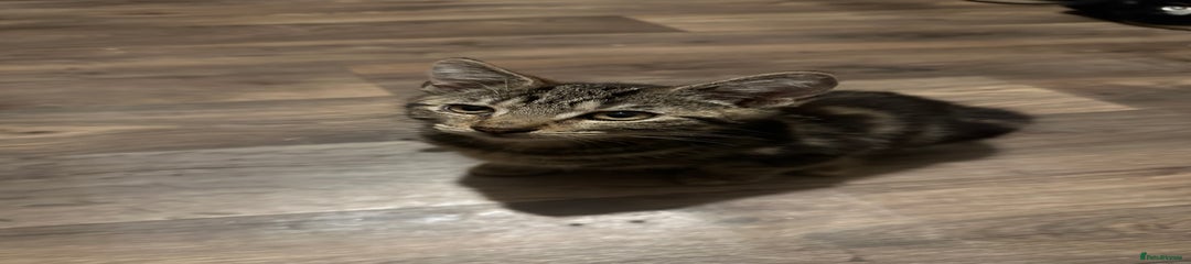 Mixed Breed Kitten 1