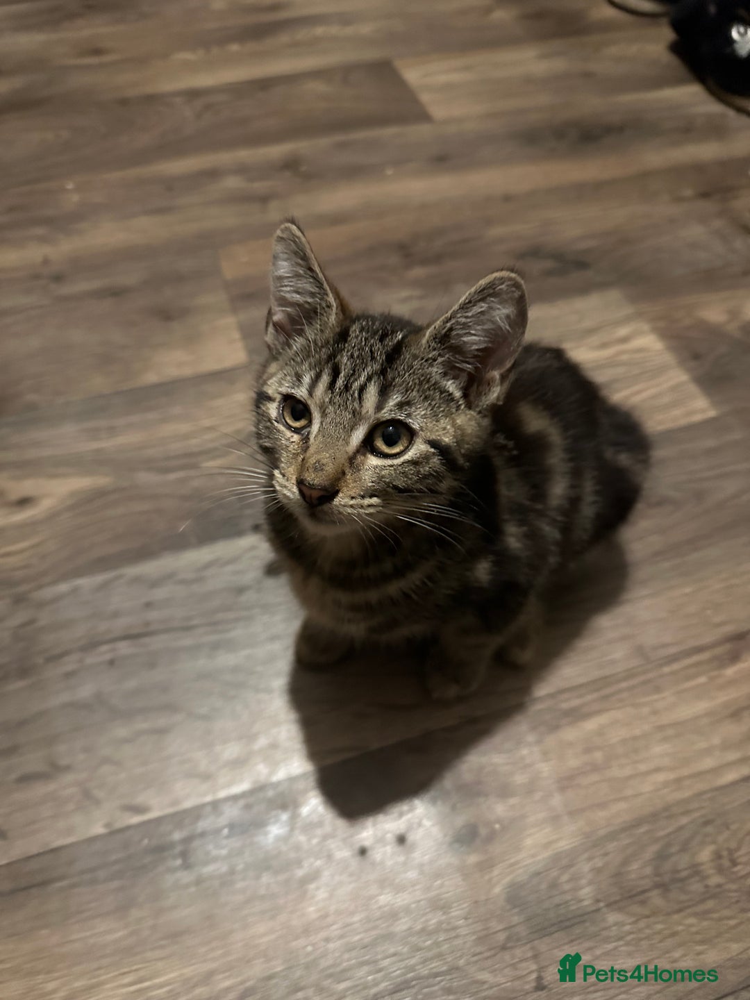 Mixed Breed cats for sale: Kittens for sale - Image 3