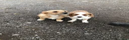 Jackapoo dogs for sale: FULLY VACCINATED AND HEALTH CHECKED JACKAPOO - Advert 5