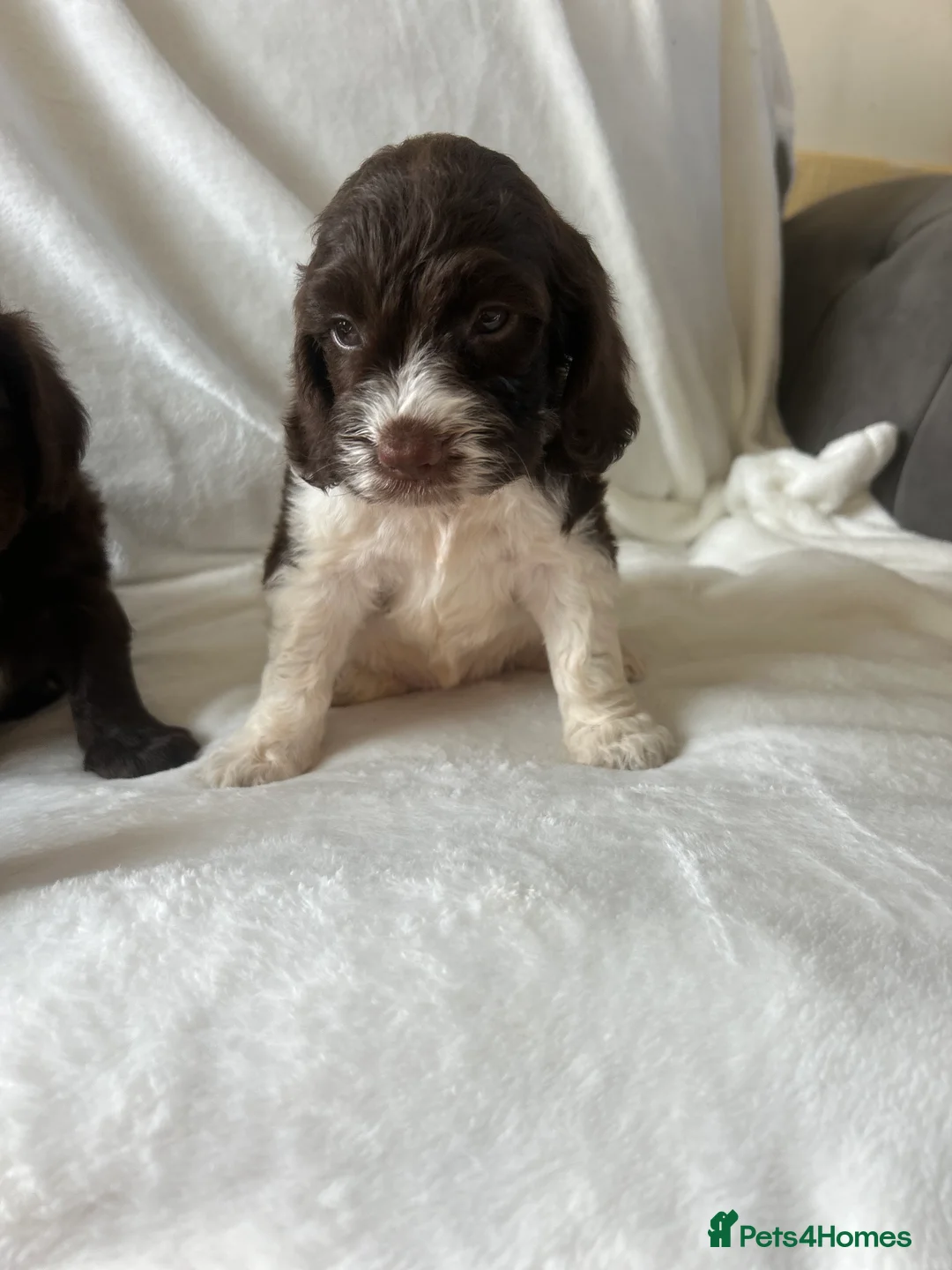 Cockapoo dogs for sale: beautiful cockapoo girl  - Advert 2