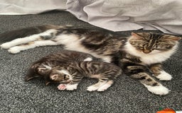 Mixed Breed cats for sale: Kittens for sale  - Image 8