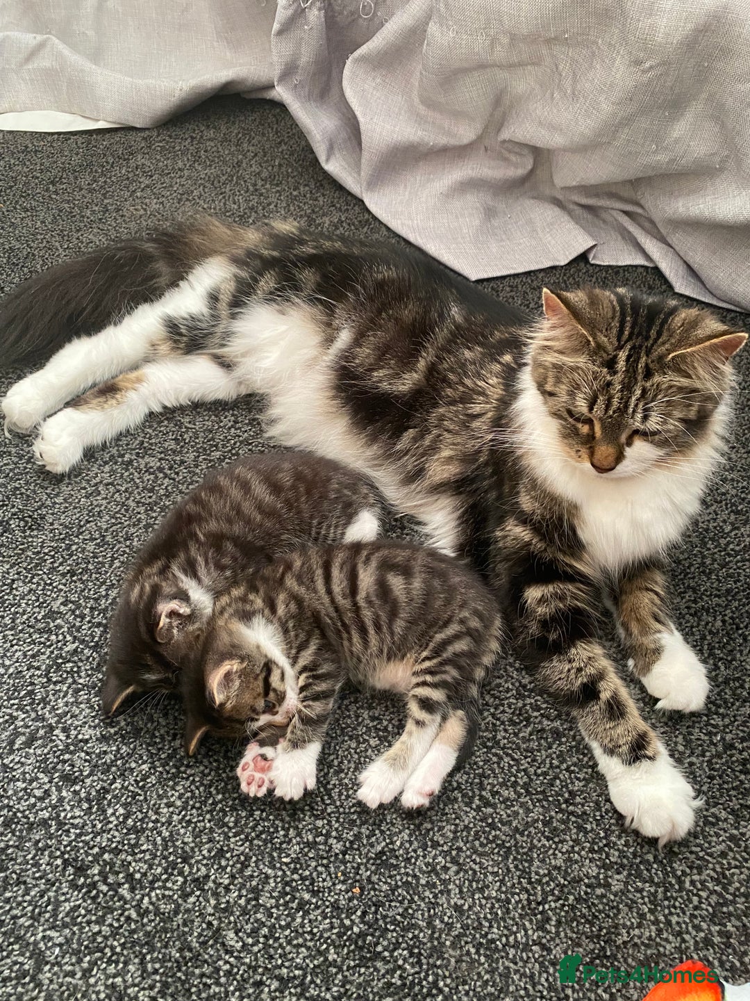 Mixed Breed cats for sale: Kittens for sale  - Image 8