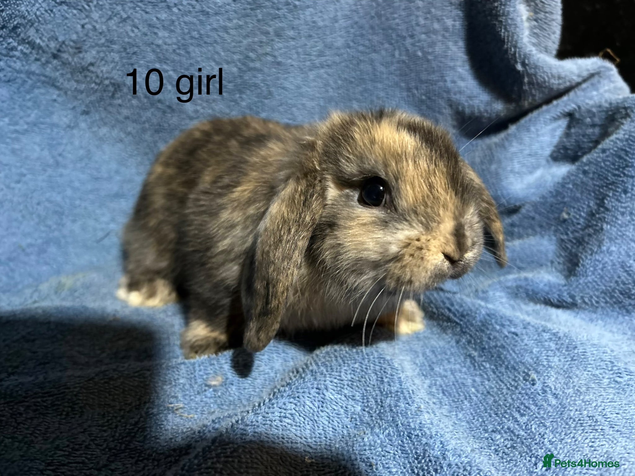Dwarf Lop rabbits Dwarf lop baby rabbits - Advert 1