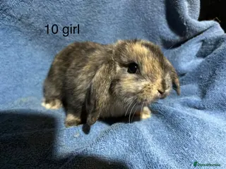 Dwarf Lop rabbits Dwarf lop baby rabbits - Advert 1