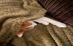 Mixed Breed cats for sale: Bellini & Martini - Image 19