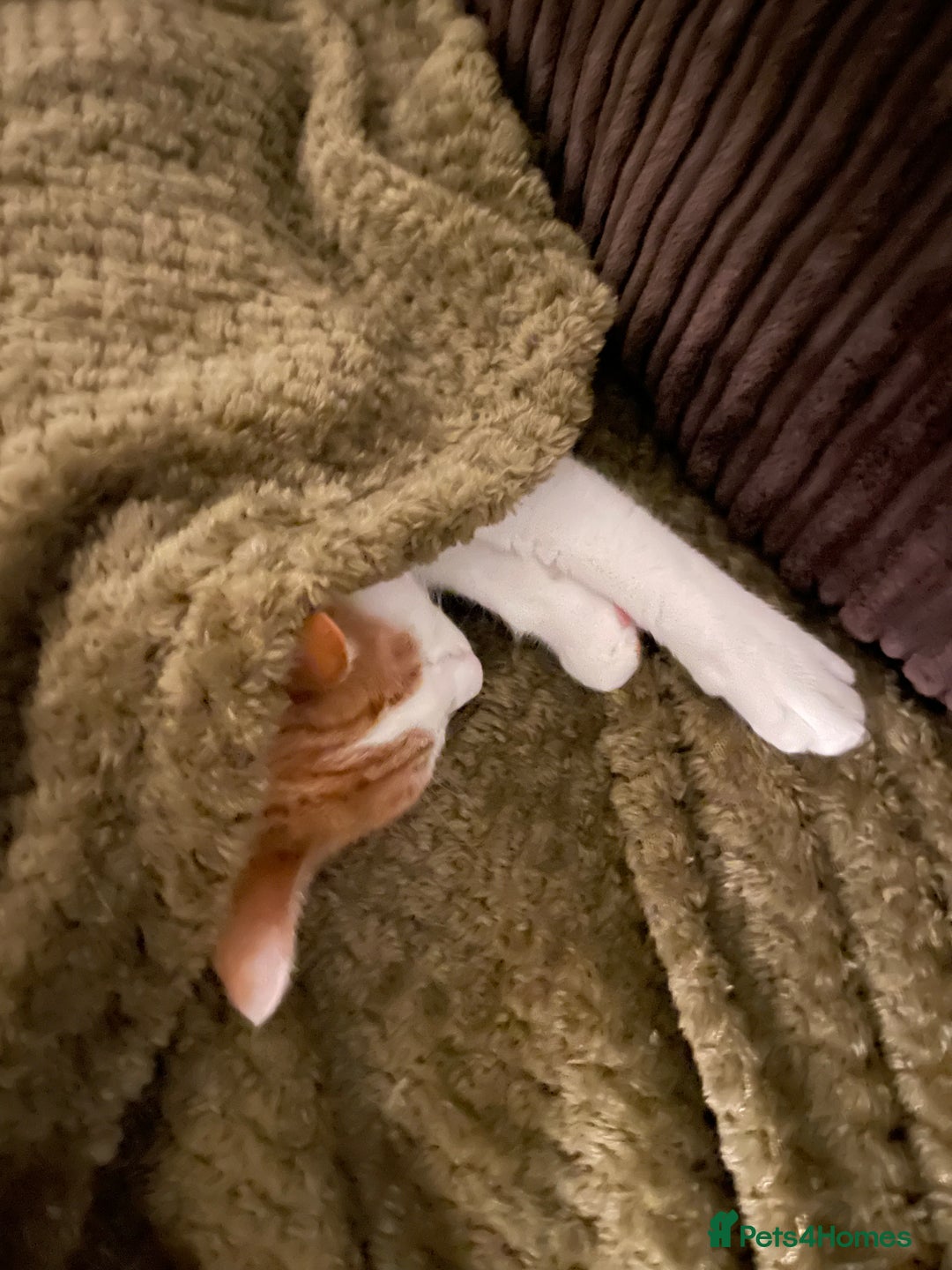 Mixed Breed cats for sale: Bellini & Martini - Image 19