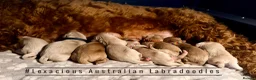 Australian Labradoodle dogs for sale: 100% WALA registered Australian Labradoodles - Advert 10