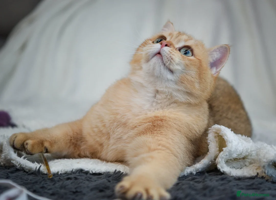 British Shorthair cats for stud: Chocolate golden stud available  - Advert 2