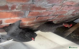 Hens poultry for sale: Beautiful Black Hens – Healthy & Ready to Lay! - Image 4