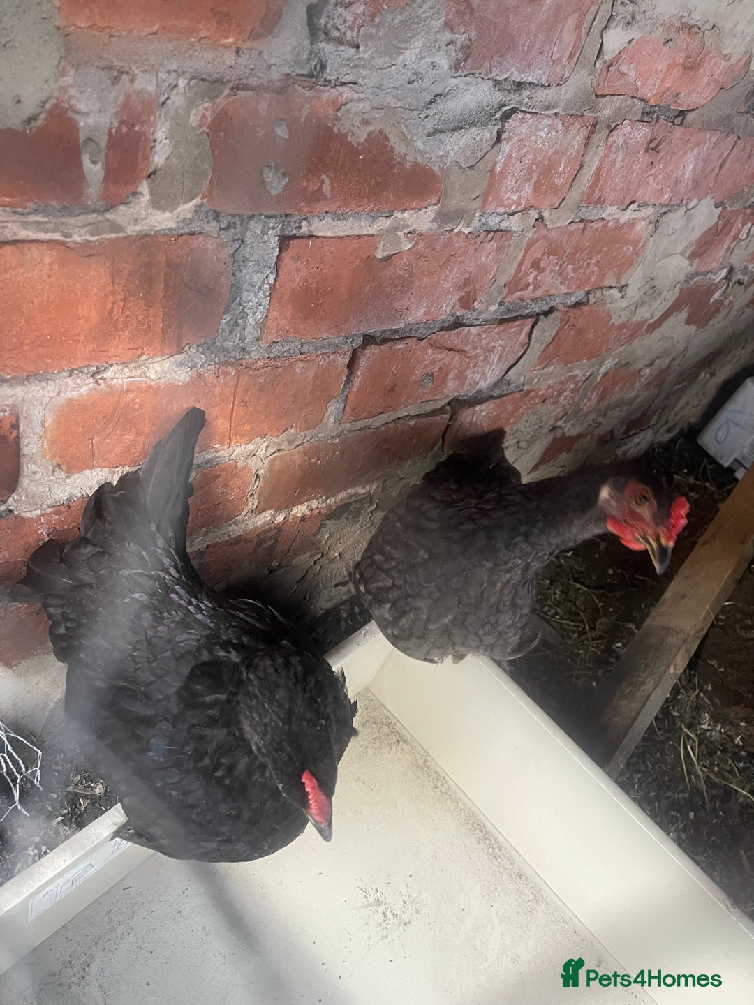 Hens poultry for sale: Beautiful Black Hens – Healthy & Ready to Lay! - Image 4