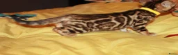 Bengal cats for sale: Four Bengal Kittens for Sale. TICA Pedigree Reg'd - Advert 12