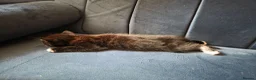 Mixed Breed cats for sale: 10 week old playful kittens - Advert 10
