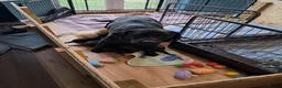 Labrador Retriever dogs for sale: Black male Labrador puppies for sale in Tadcaster - Advert 2