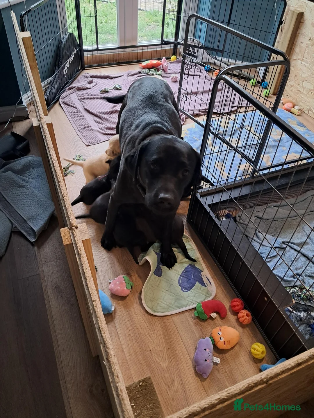 Labrador Retriever dogs for sale: Black male Labrador puppies for sale in Tadcaster - Advert 2