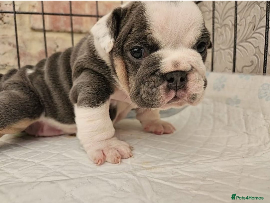 English Bulldog dogs for sale: Adorable English Bulldog Puppies - Advert 6
