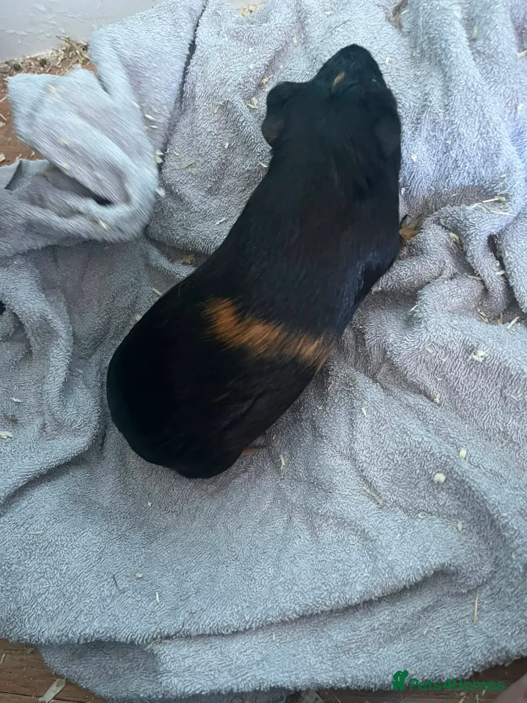 Guinea Pig rodents for sale: Male guniea pig - Advert 3